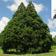 Illustration for article titled Oh My Goodness, These Trees Look Like Totoro